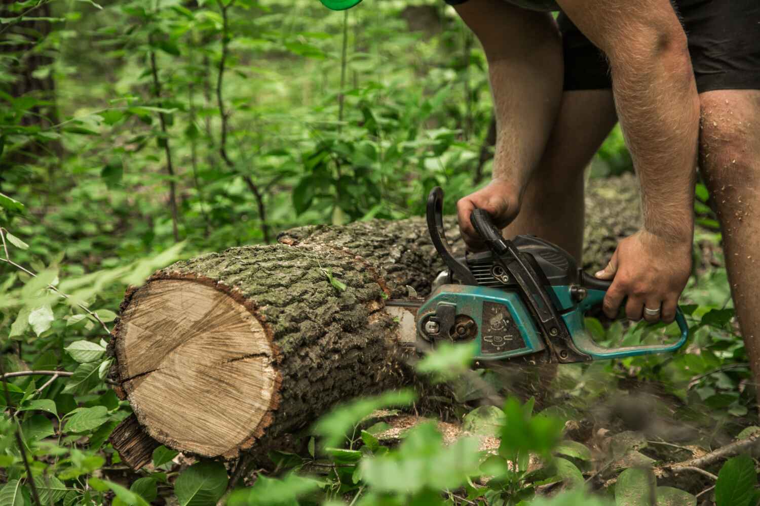 Palm Tree Trimming